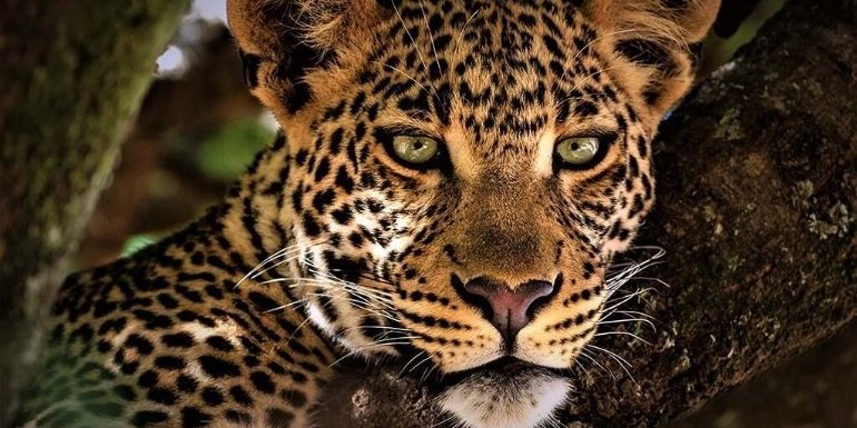 Animal collectie